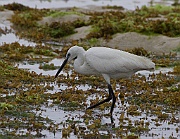 Dimorphic egret (egretta dimorpha)  Nungwi, Zanzibar